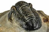 Detailed Gerastos Trilobite Fossil - Morocco #351274-2